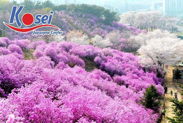Lễ hội hoa tại Nhật Bản